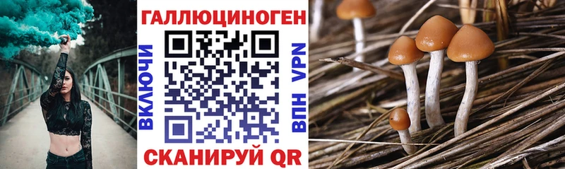 Псилоцибиновые грибы Psilocybe  KRAKEN как войти  Северск 
